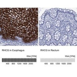 RHCG Antibody, Novus Biologicals:Antibodies:Primary Antibodies
